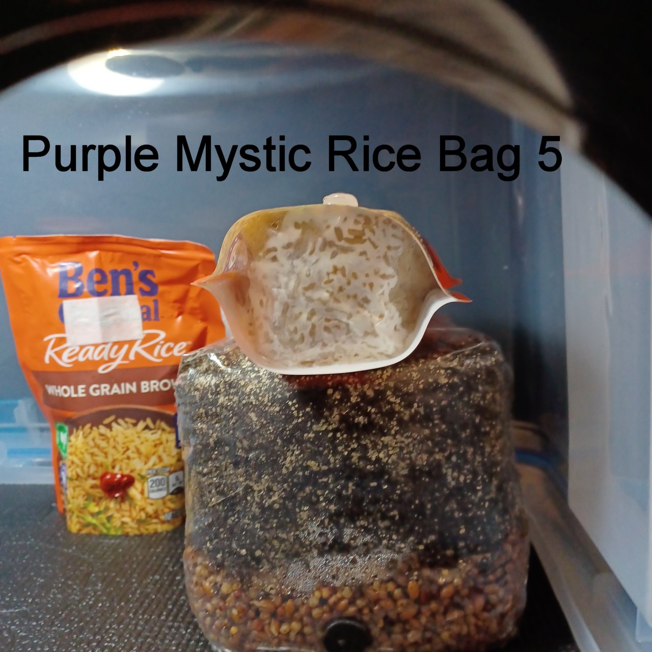 PurpleMysticRice5_20231208_160710r.jpg