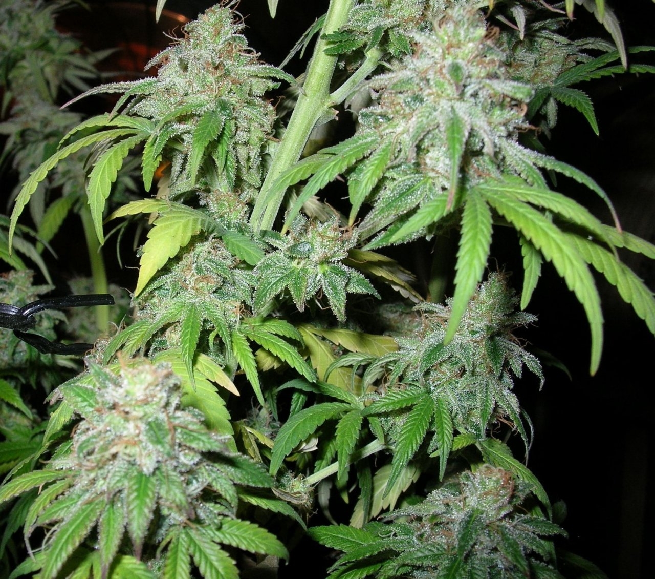 PurpleOrangeCBD - 64 days - Chop