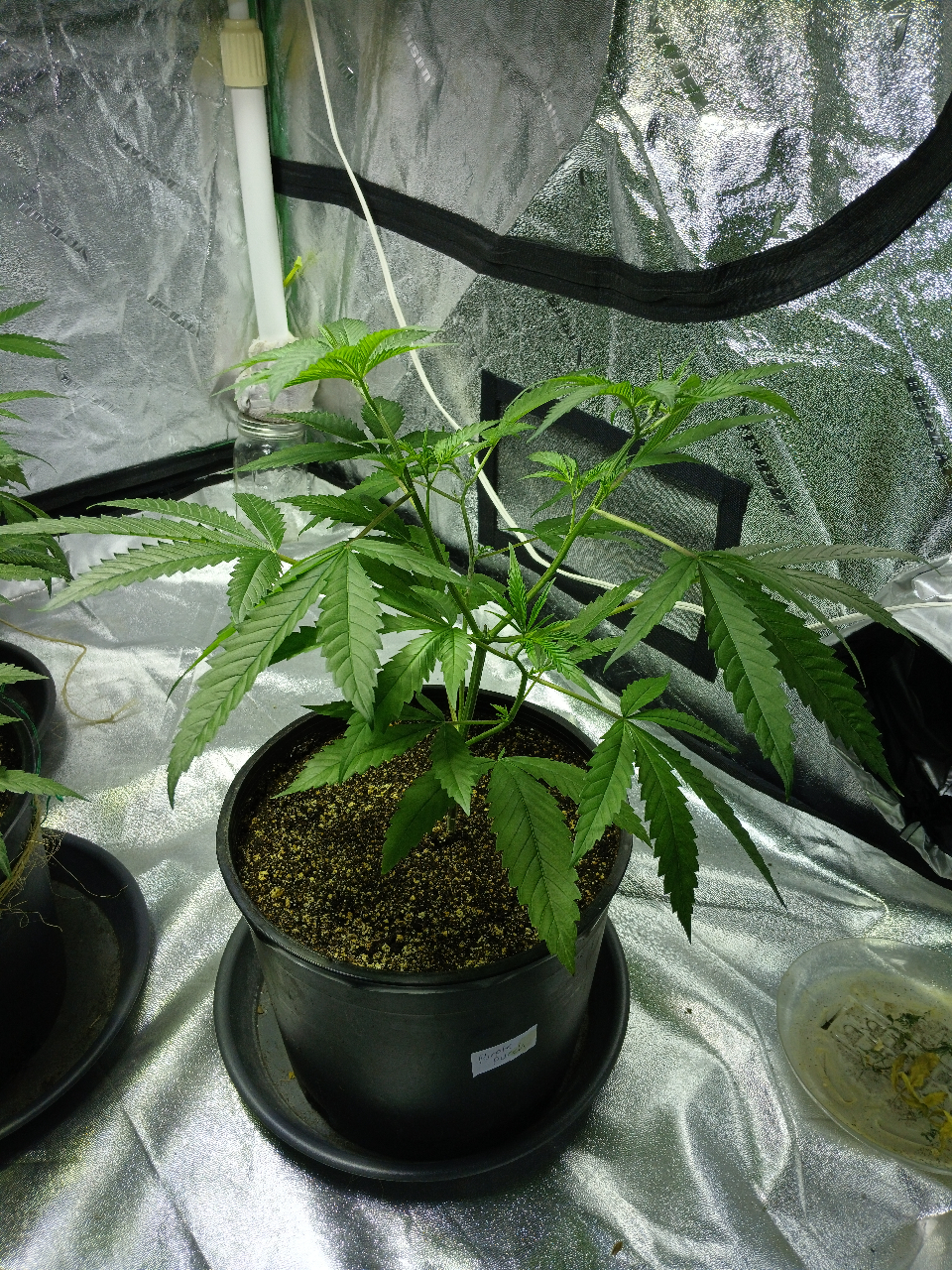 PurplePunch_Day56.jpg