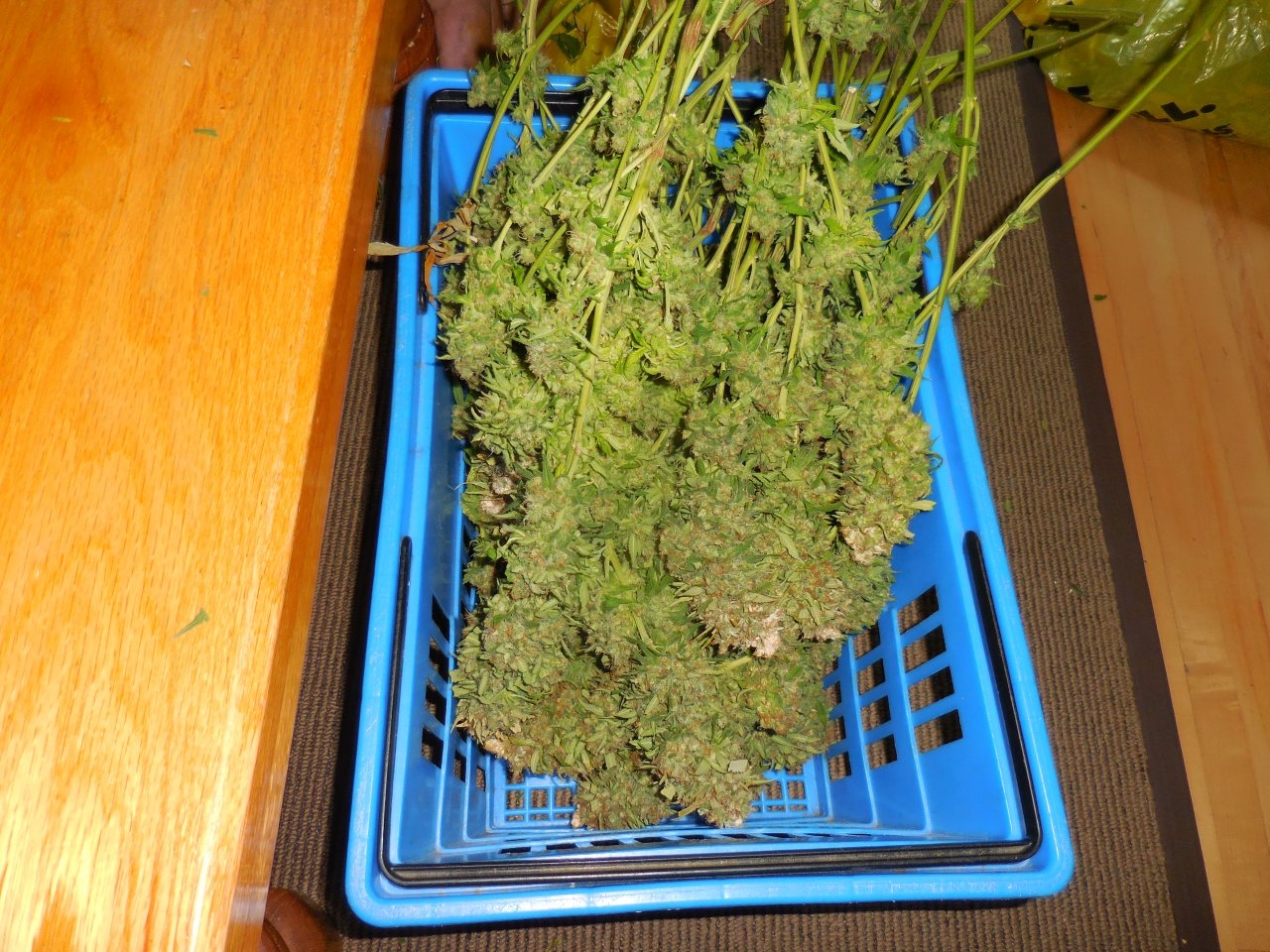 Purples harvested!! 002.jpg