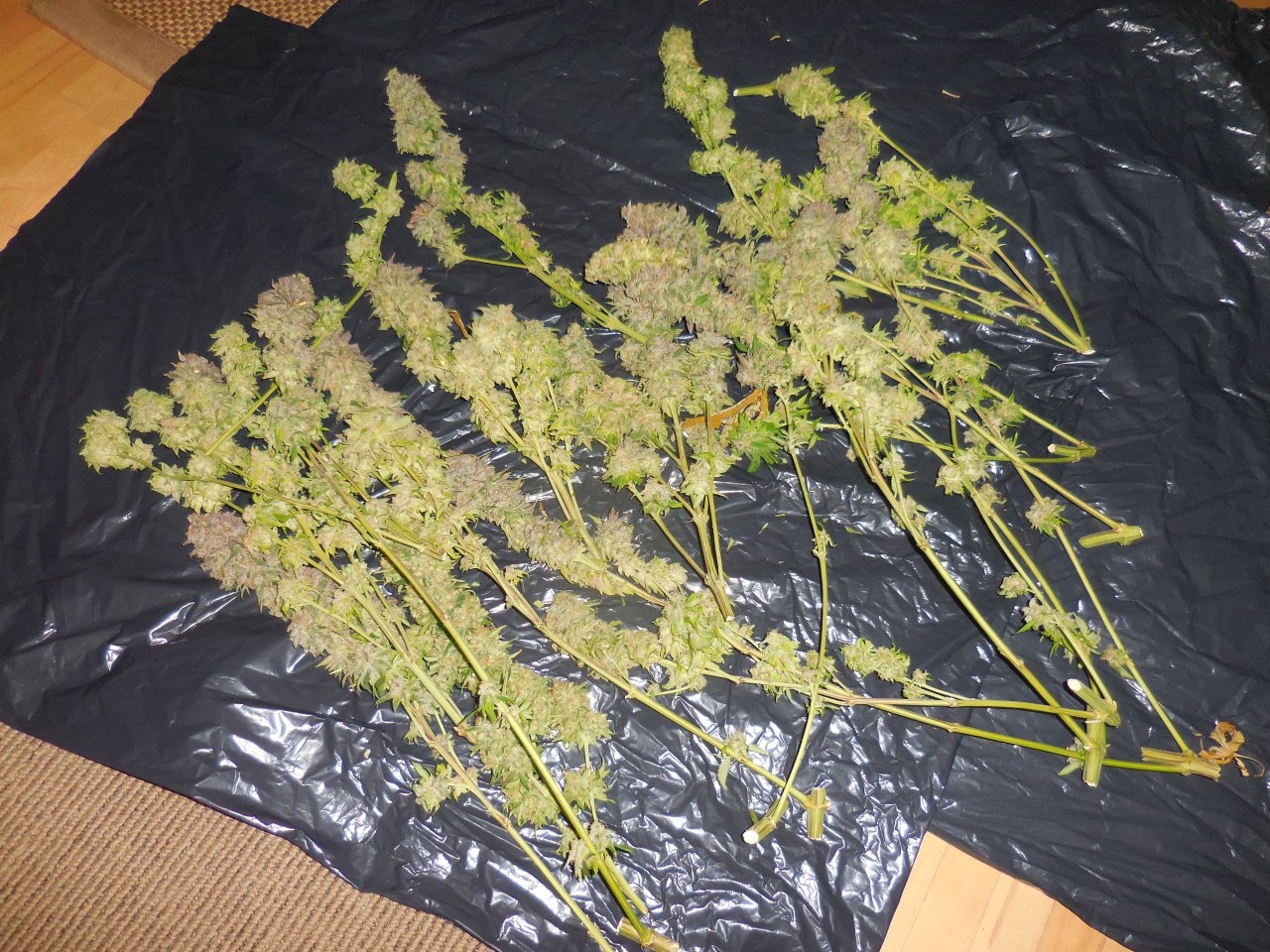 Purples harvested!! 004.jpg