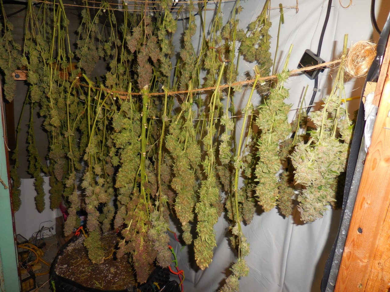 Purples harvested!! 007.jpg