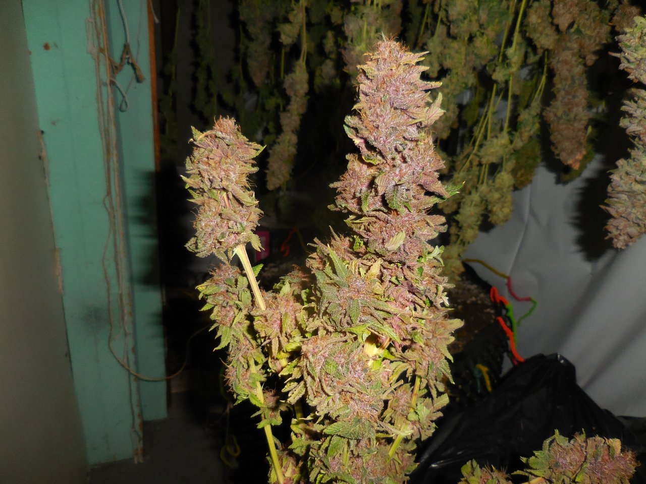 Purples harvested!! 016.jpg