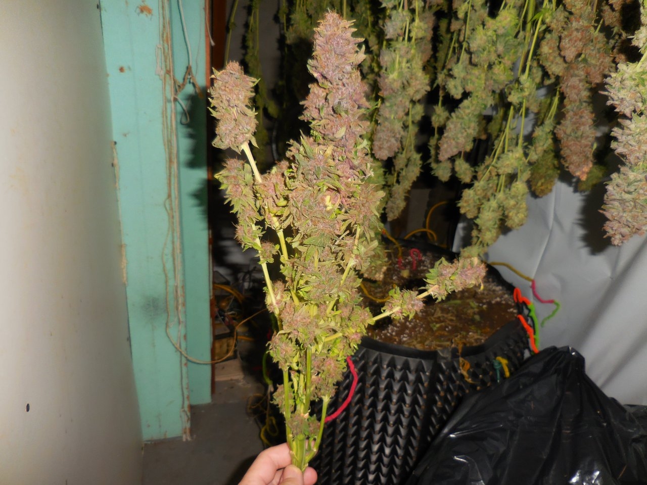 Purples harvested!! 017.jpg