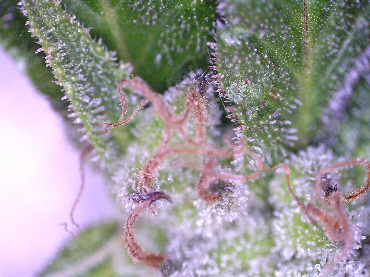 purpletrichome.jpg