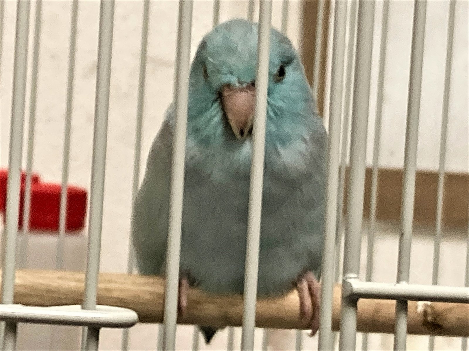 Pygmy Parrot.jpg