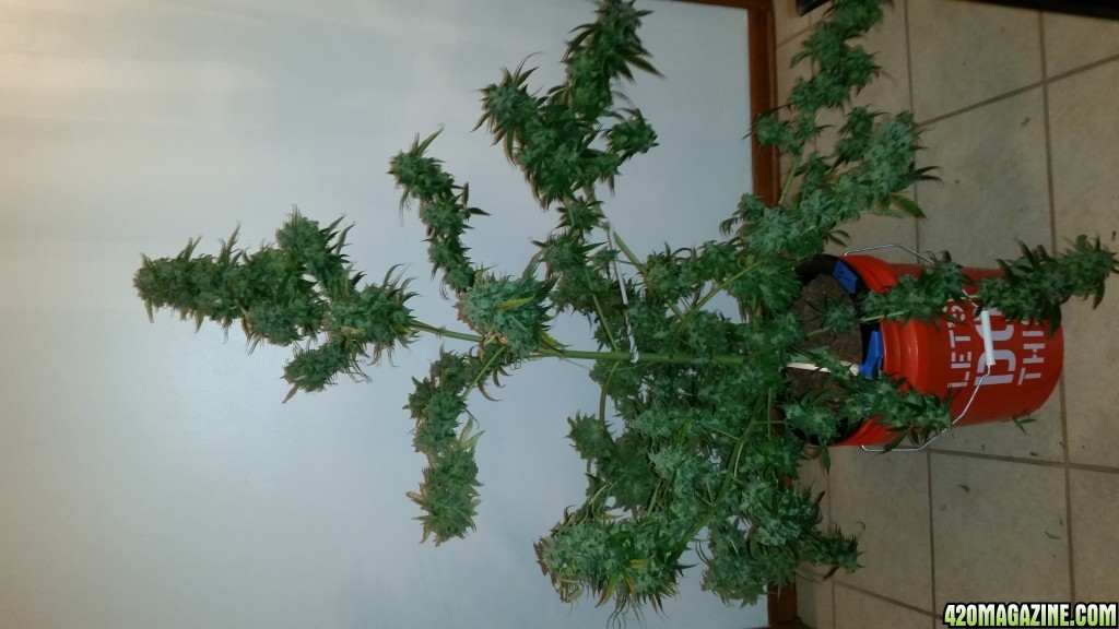 Q1 harvest day 88