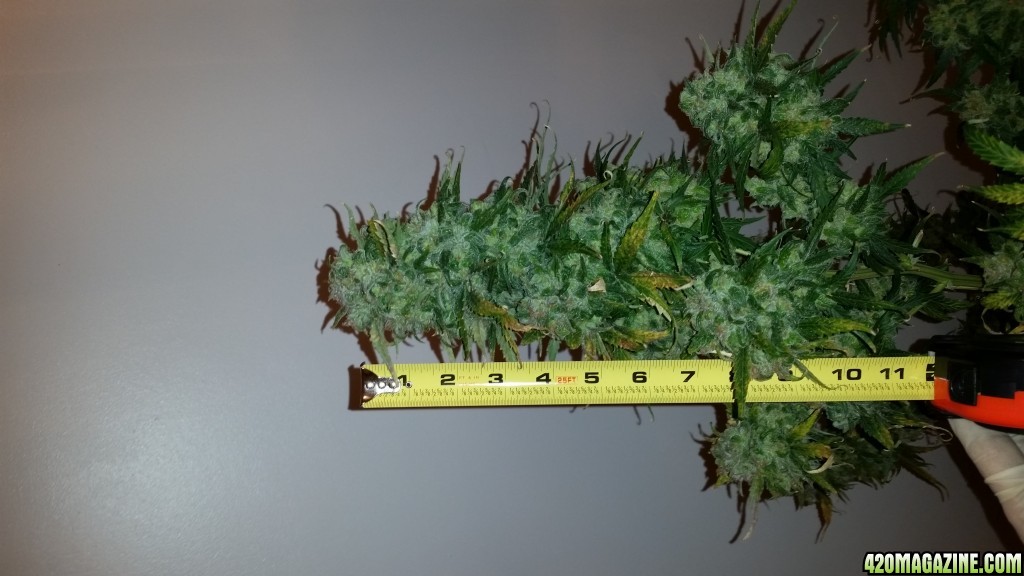 Q1 harvest day 88