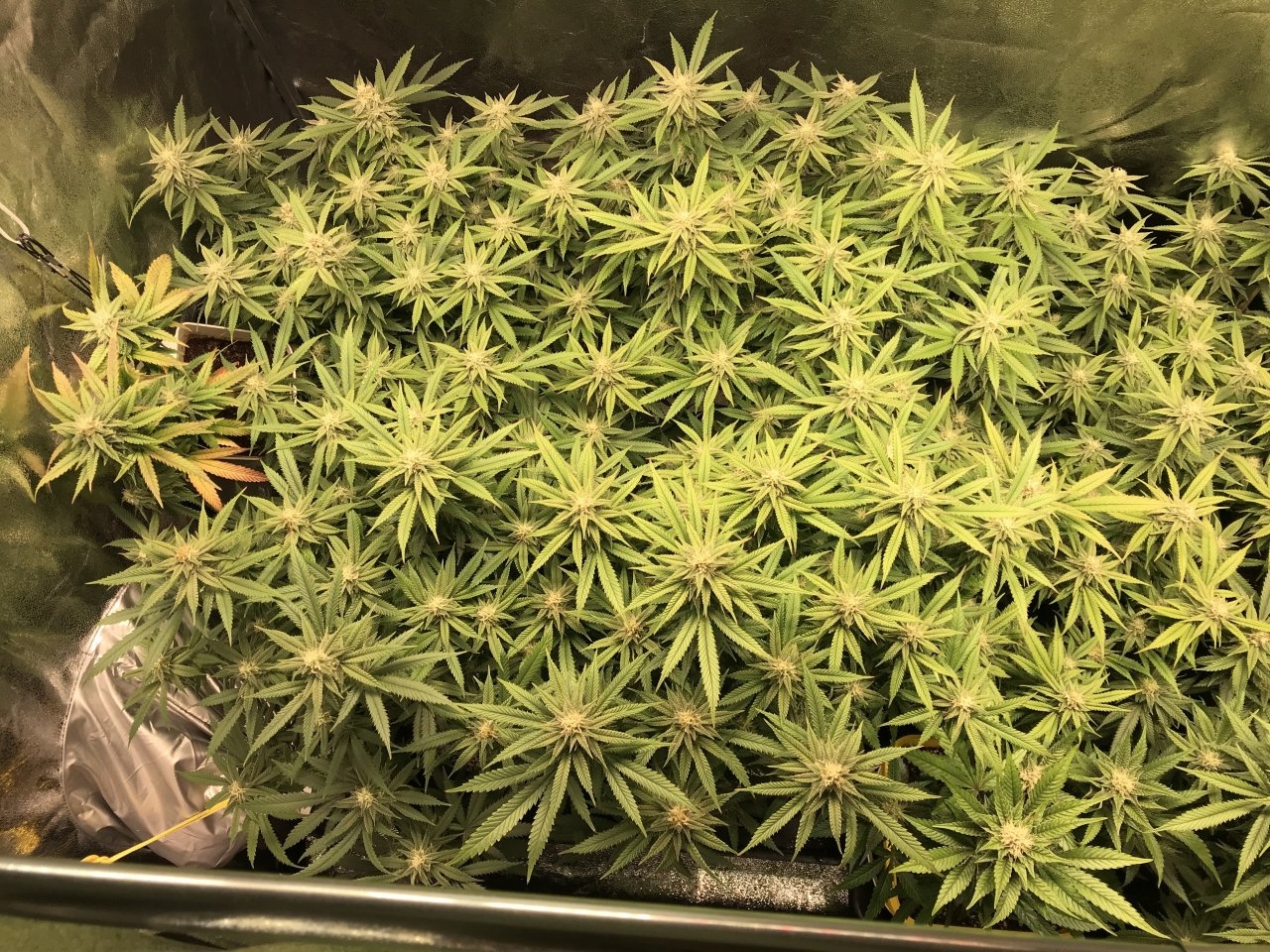 QuadSideOfTheGrow.JPG