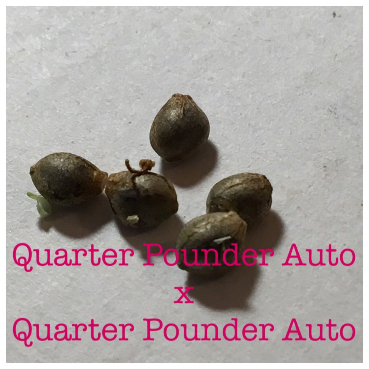 Quarter Pounder Auto x Quarter Pounder Auto