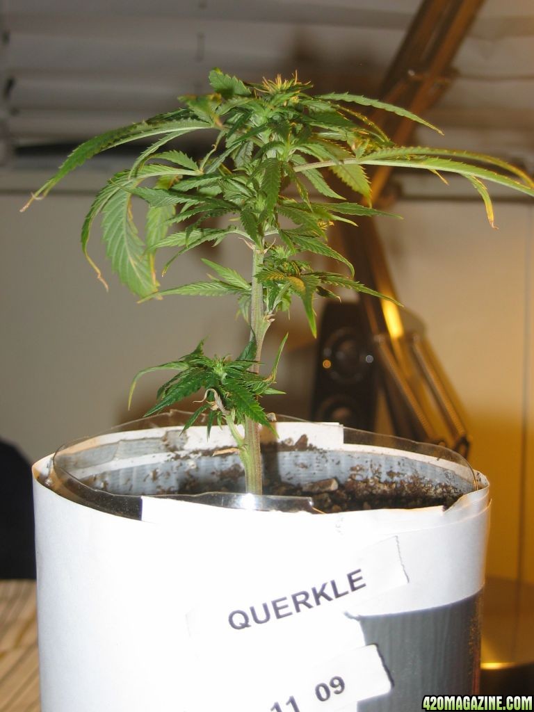 Querkle