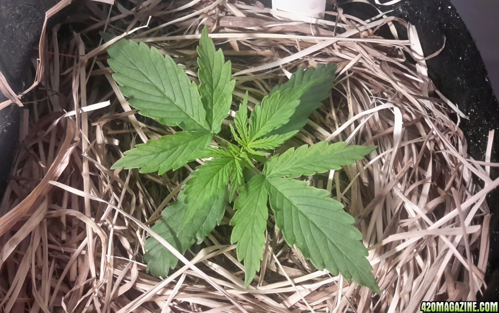 Quick One Auto - Day 11