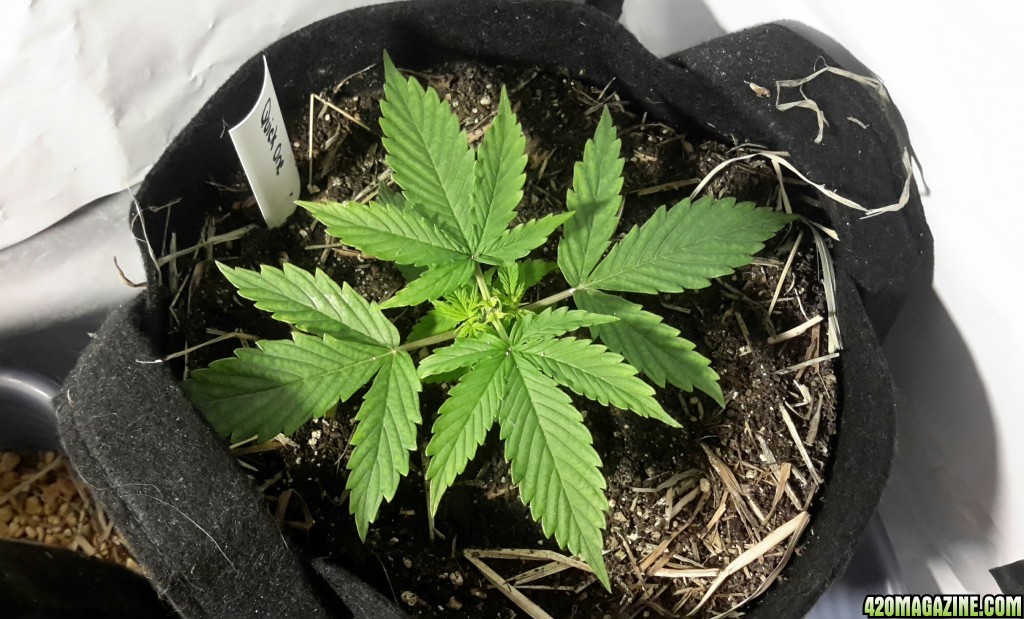 Quick One Auto - Day 14