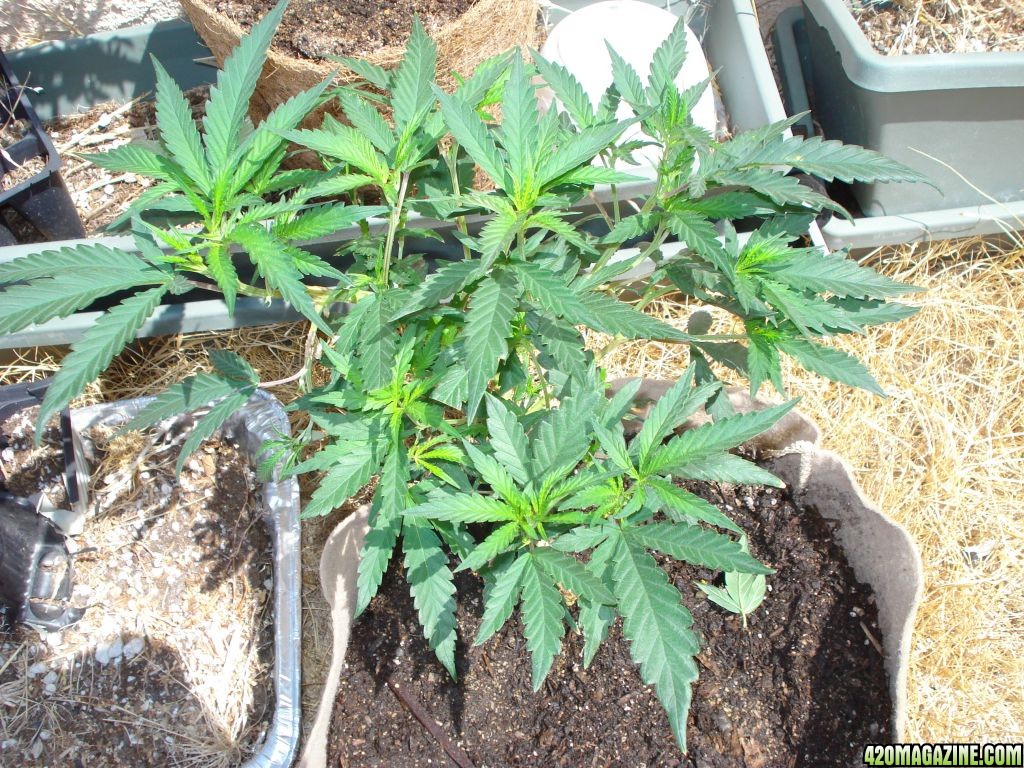 &quot;BLACKWATER OG CLONE&quot;