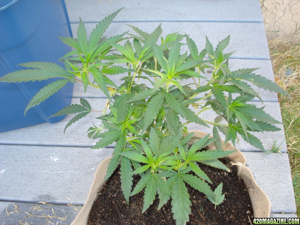 &quot;BLACKWATER OG CLONE&quot;