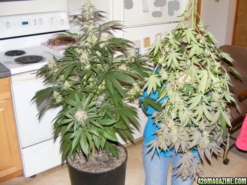 Qush Harvest Pheno 2 left - Pheno 1 right