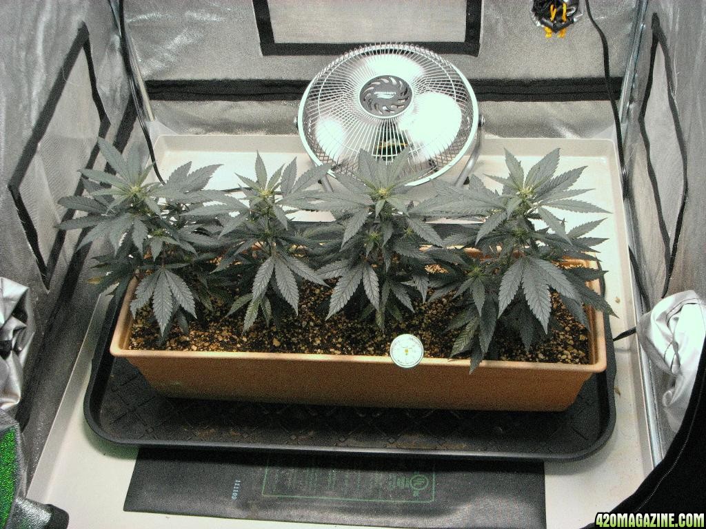 R &amp; R grow, Sunset Kush &amp; Pure Power Plant