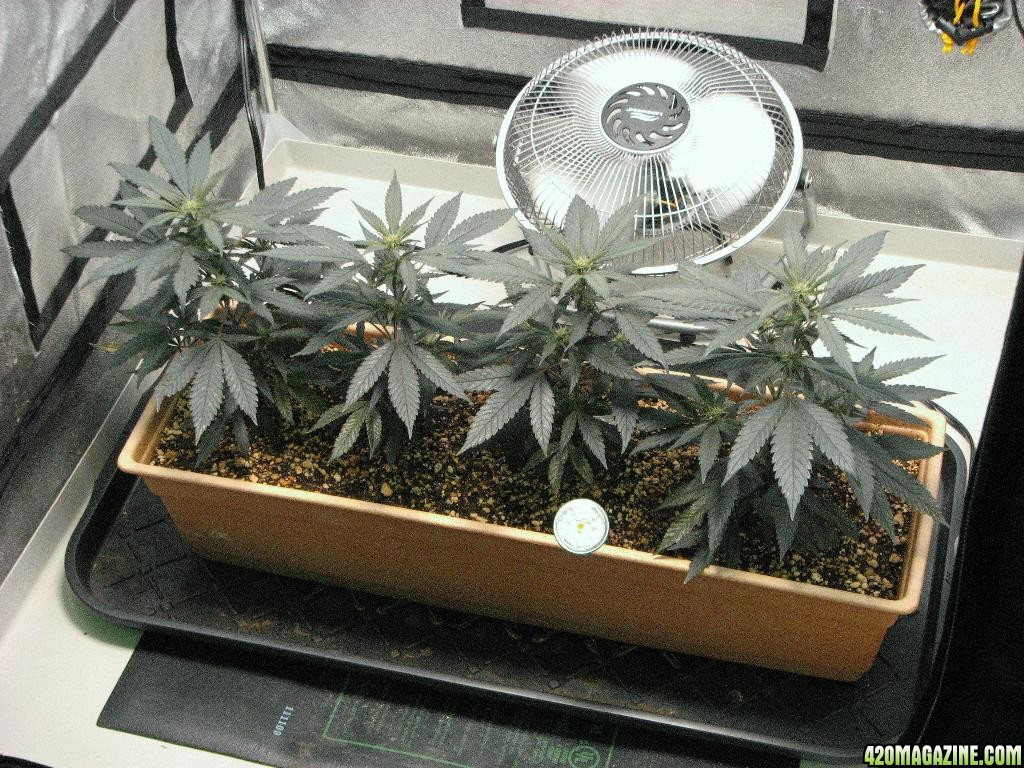 R &amp; R grow, Sunset Kush &amp; Pure Power Plant