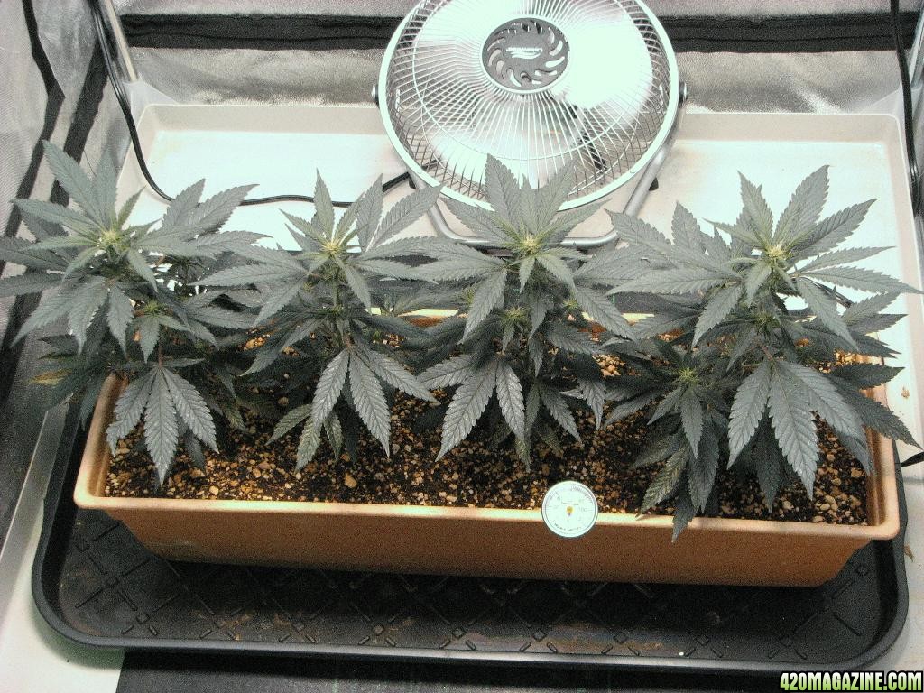 R &amp; R grow, Sunset Kush &amp; Pure Power Plant