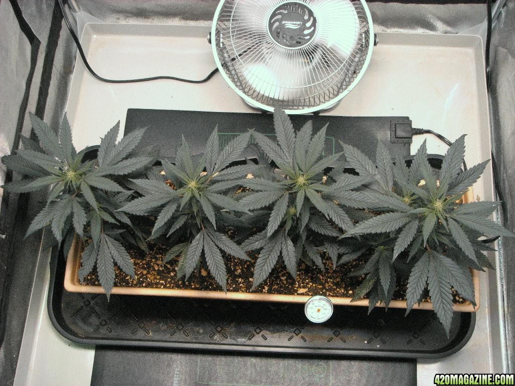 R &amp; R grow, Sunset Kush &amp; Pure Power Plant