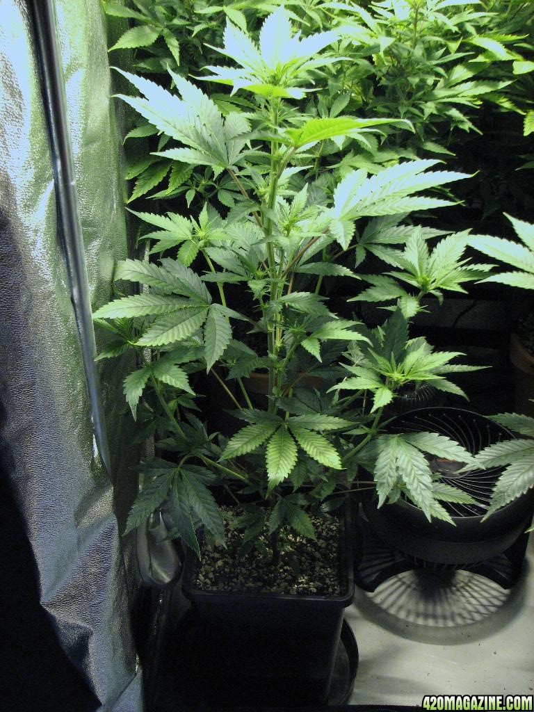 R &amp; R grow, Sunset Kush &amp; Pure Power Plant