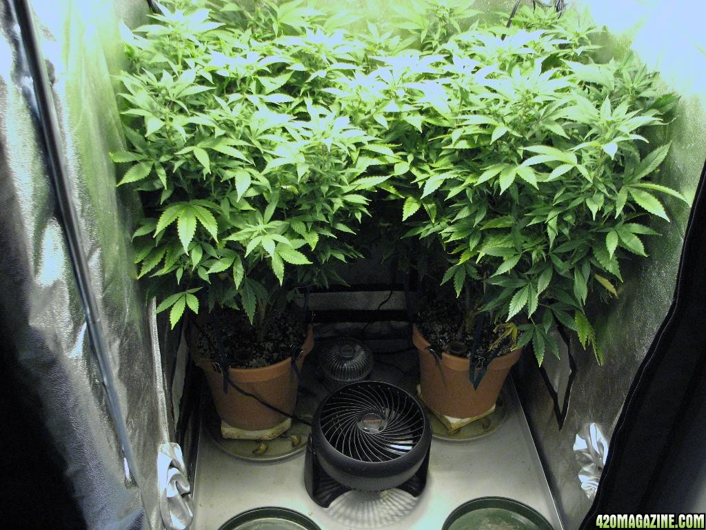 R &amp; R grow, Sunset Kush &amp; Pure Power Plant