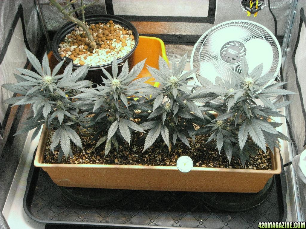 R &amp; R grow, Sunset Kush &amp; Pure Power Plant