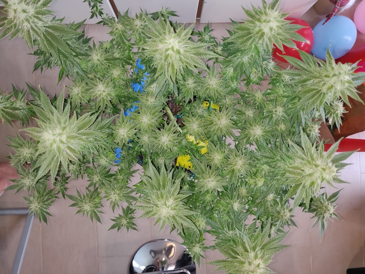 R Day 40 of flower - After defoliation 3.jpg