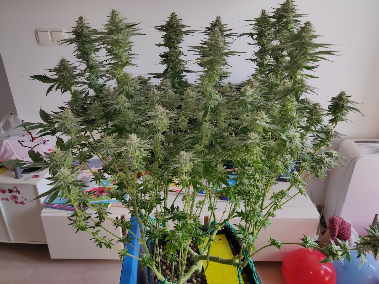 R Day 40 of flower - before defoliation 1.jpg