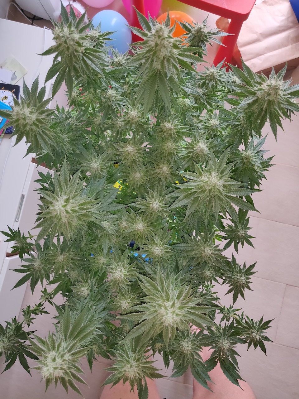 R Day 40 of flower - before defoliation 3.jpg