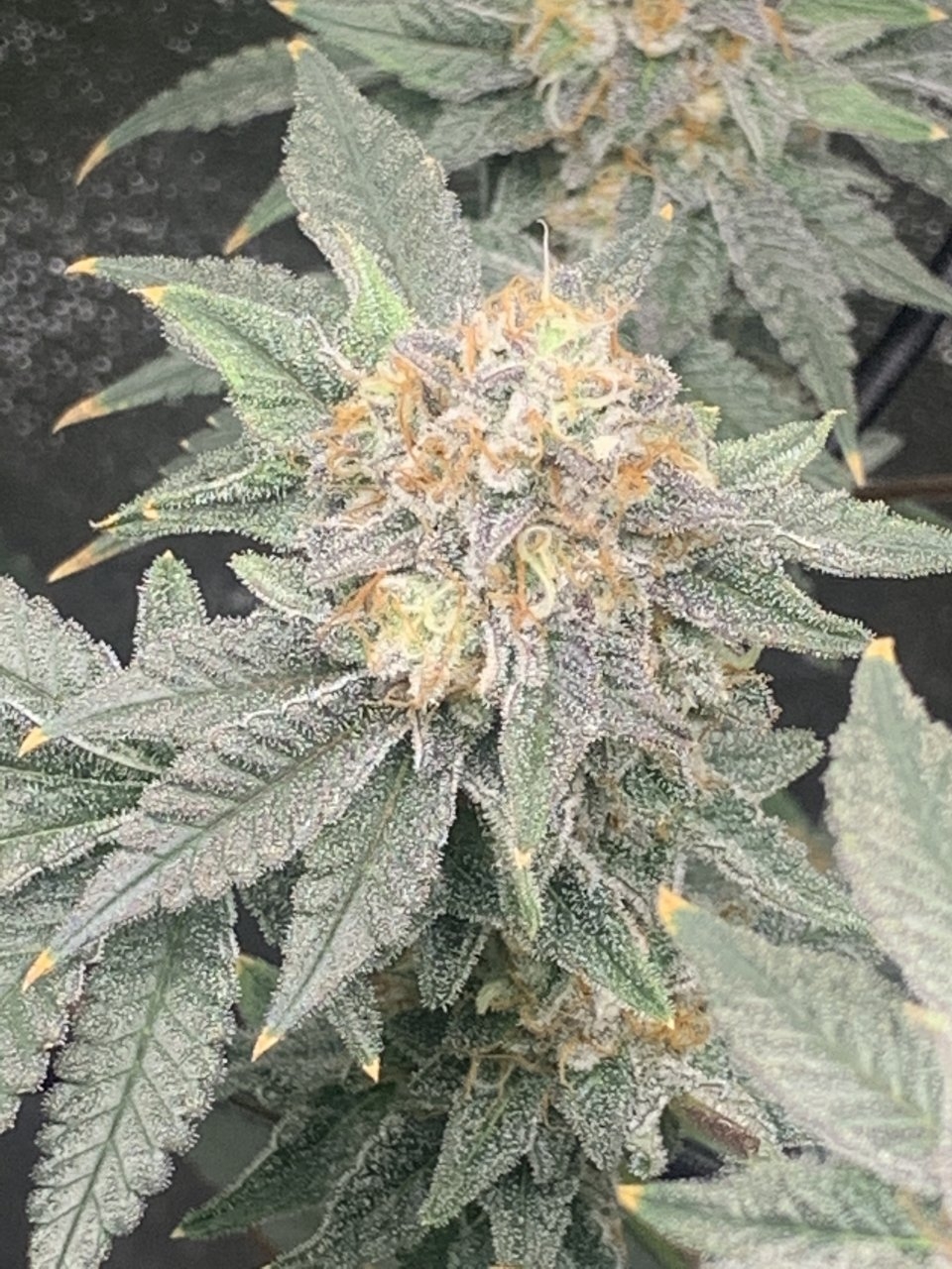 Rainbow Jones week 7