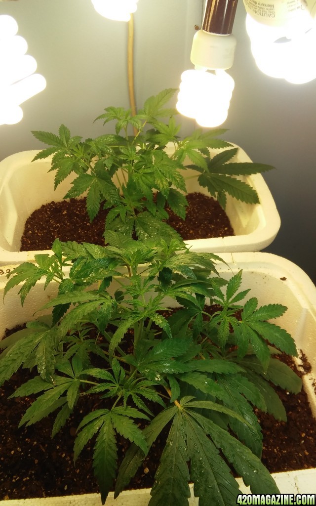 Random bag seed grow