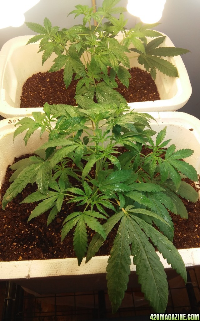 Random bag seed grow