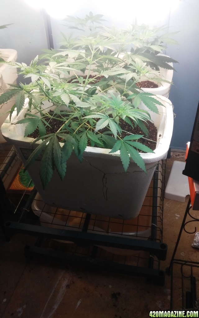 Random bag seed grow