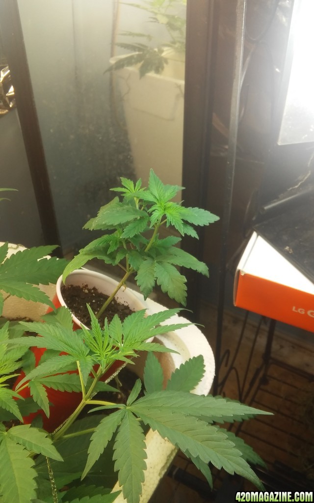 Random bag seed grow