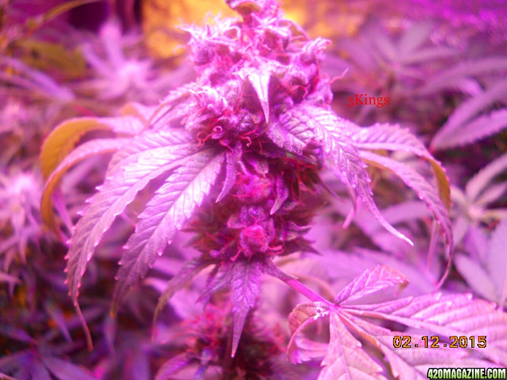 Random bud shots &amp; Flower room shots