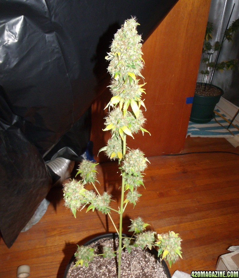 random pics from previous grow