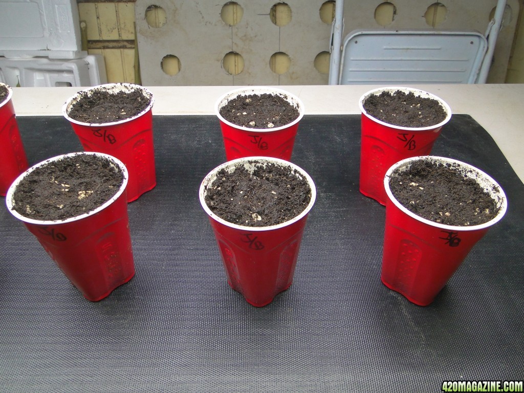 Random Seedlings-Day 1-2/4/17