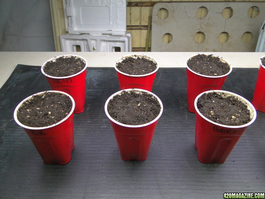 Random Seedlings-Day 1-2/4/17