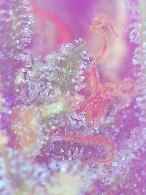 Raspberry Cough-Day 63F-g.JPG