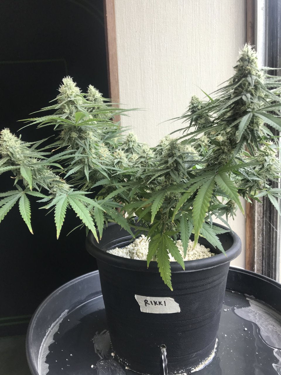 Raspberry Cough (Rikki)-Day 27F-e.JPG