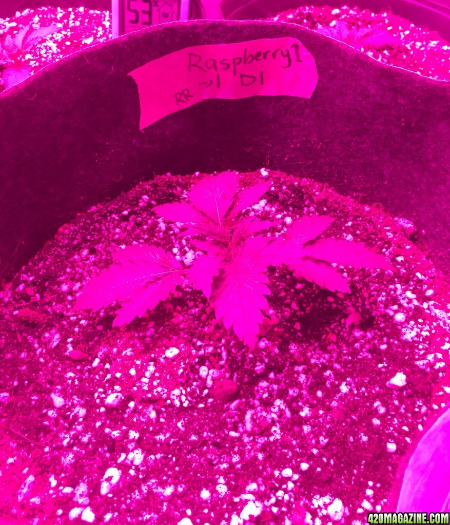 Raspberry Cough Sativa Veg Stage Day 13