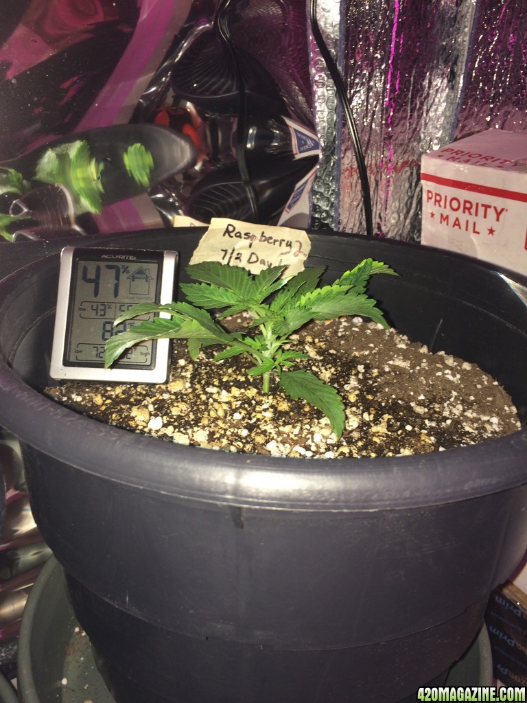 Raspberry Cough Sativa Week 1