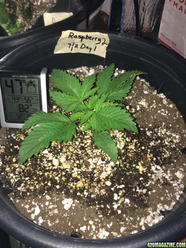 Raspberry Cough Sativa Week 1