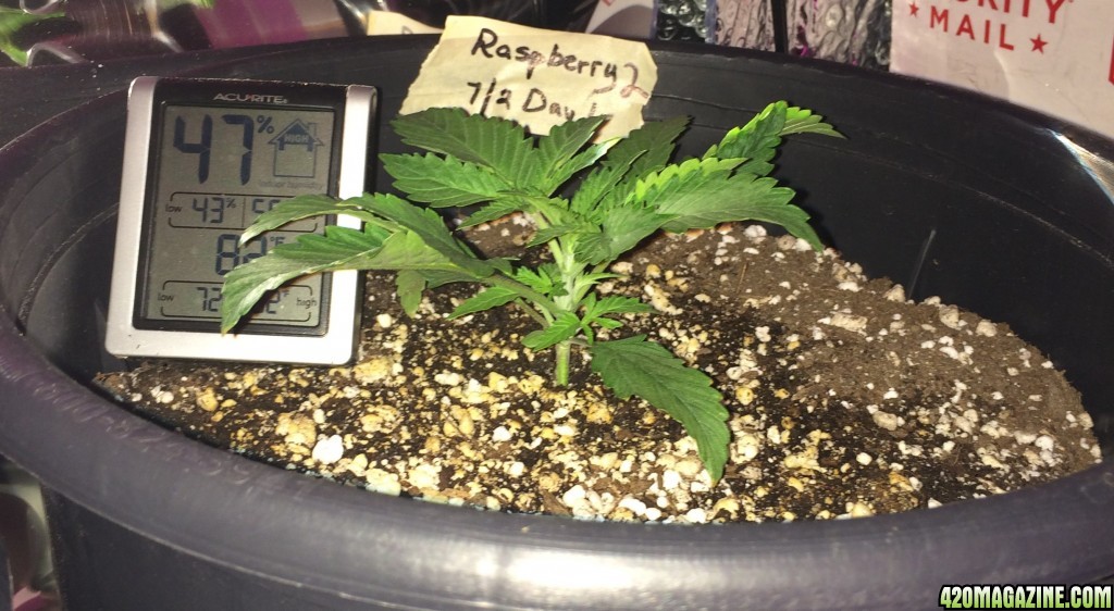 Raspberry Cough Sativa Week 1