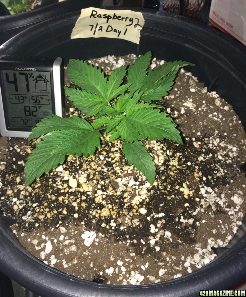 Raspberry Cough Sativa Week 1