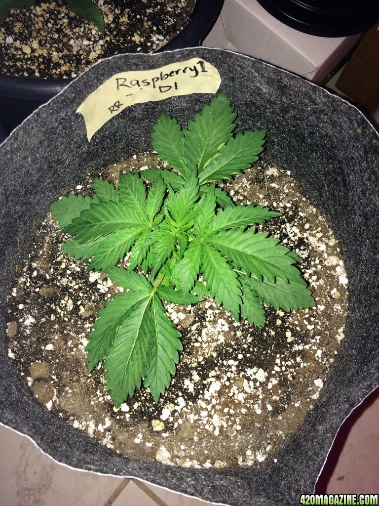 Raspberry Cough Sativa Week 2