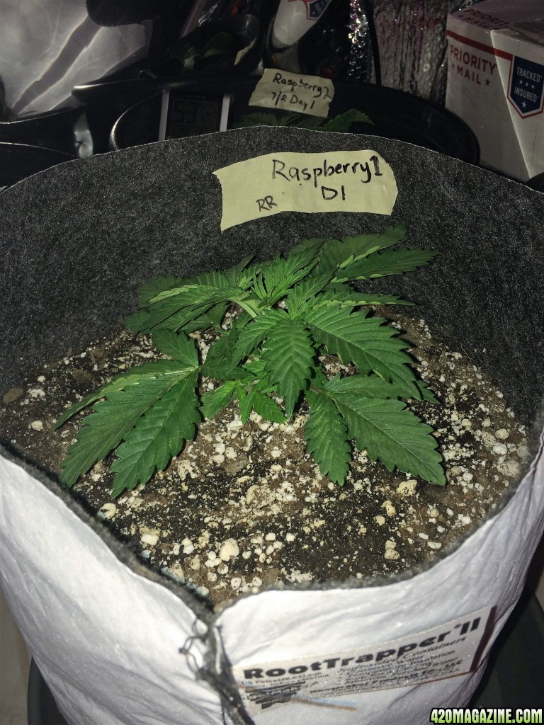 Raspberry Cough Sativa Week 2