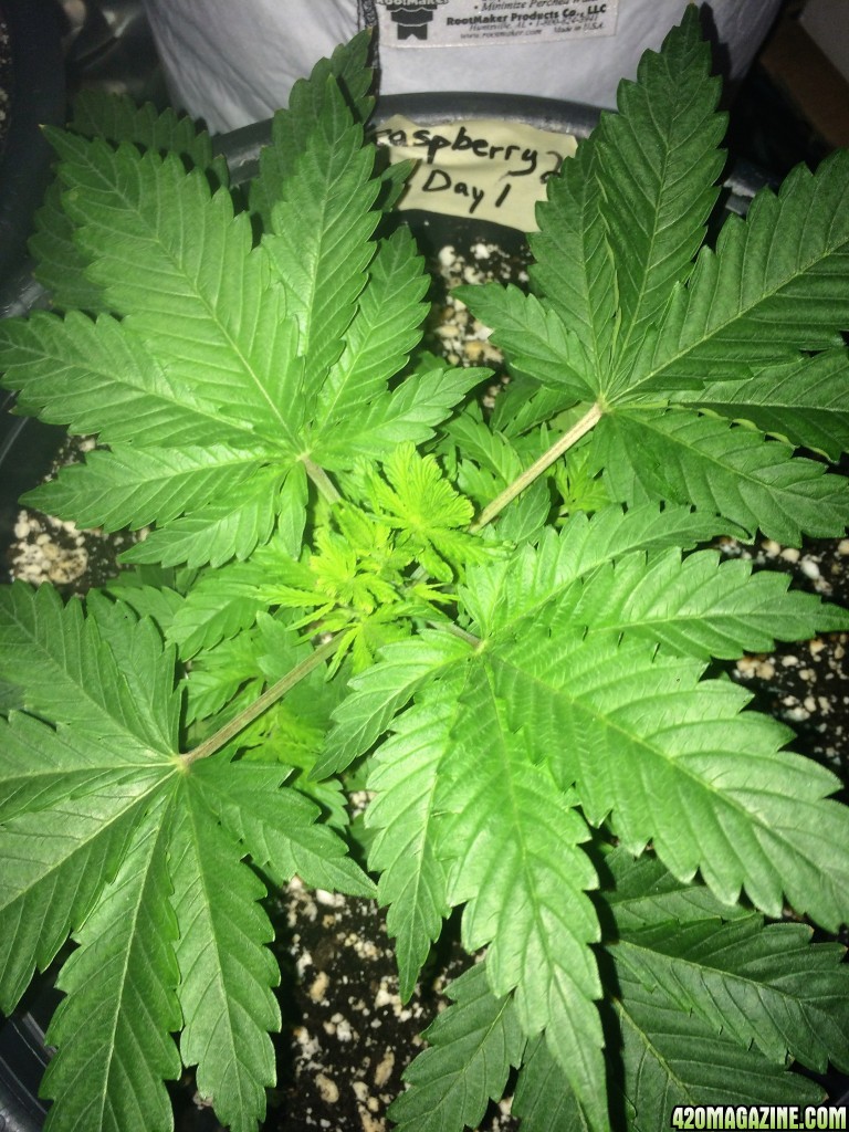 Raspberry Cough Sativa Week 3