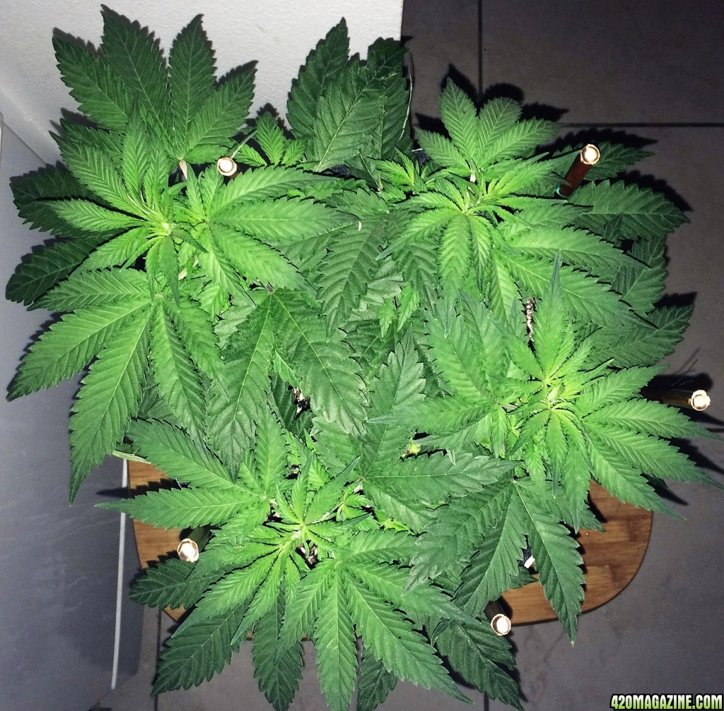 Raspberry Cough Sativa Week 6